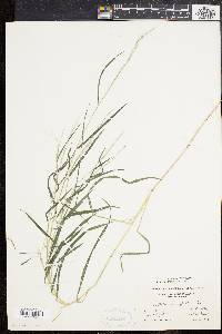 Muhlenbergia sylvatica image