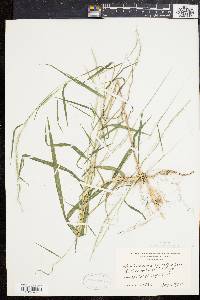 Muhlenbergia sylvatica image