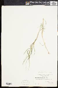 Muhlenbergia sylvatica image