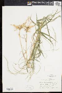 Muhlenbergia sylvatica image