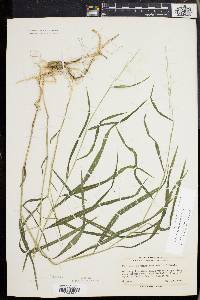 Muhlenbergia tenuiflora image