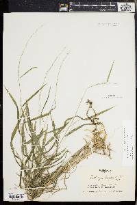 Muhlenbergia tenuiflora image