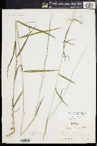 Muhlenbergia tenuiflora image