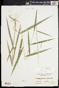 Muhlenbergia tenuiflora image