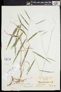 Muhlenbergia tenuiflora image