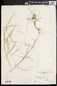 Muhlenbergia tenuiflora image