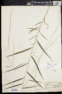 Muhlenbergia tenuiflora image