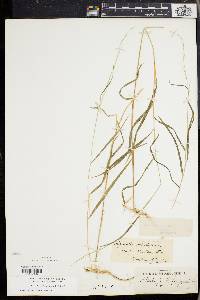 Muhlenbergia tenuiflora image