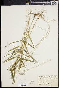 Muhlenbergia tenuiflora image