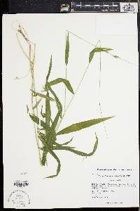 Muhlenbergia tenuiflora image