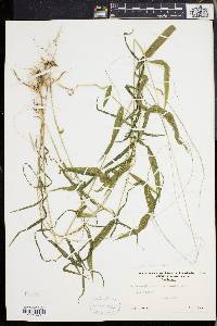 Muhlenbergia tenuiflora image