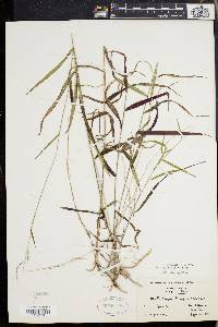 Muhlenbergia tenuiflora image