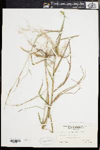 Muhlenbergia tenuiflora image