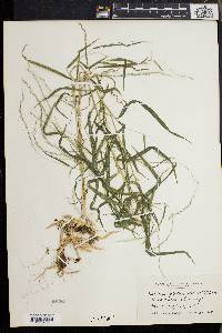 Muhlenbergia tenuiflora image