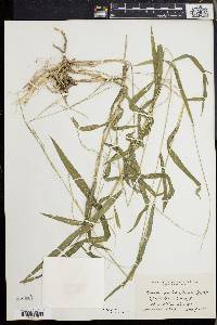 Muhlenbergia tenuiflora image