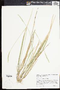 Oryzopsis asperifolia image