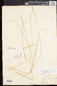 Oryzopsis asperifolia image