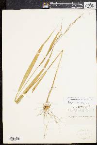 Oryzopsis racemosa image