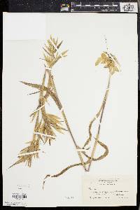 Dichanthelium scoparium image