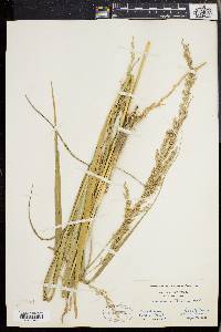 Panicum amarulum image