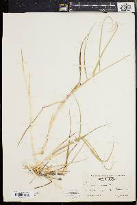 Panicum amarum image