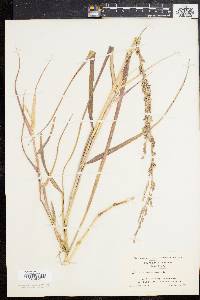 Panicum amarum image