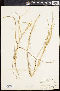 Panicum amarum image