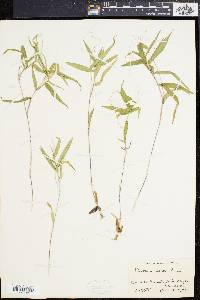 Panicum ashei image