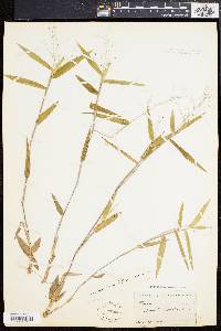 Panicum ashei image