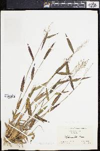 Panicum ashei image