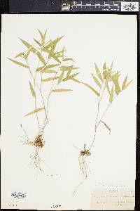 Panicum ashei image