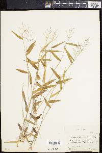 Panicum ashei image