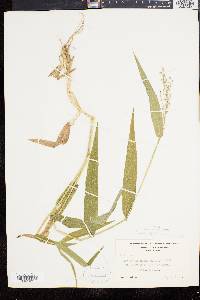 Panicum clandestinum image