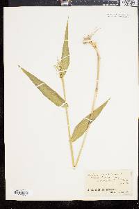 Panicum clandestinum image