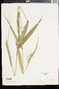 Panicum clandestinum image