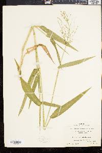 Panicum clandestinum image