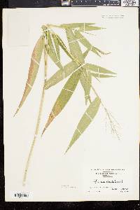 Panicum clandestinum image