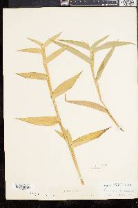 Panicum clandestinum image