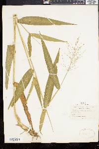 Panicum clandestinum image