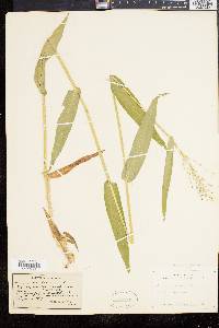 Panicum clandestinum image