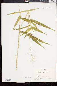 Panicum clandestinum image