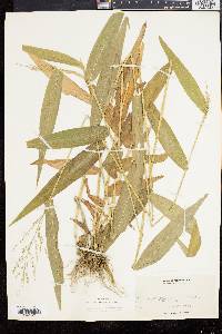 Panicum clandestinum image