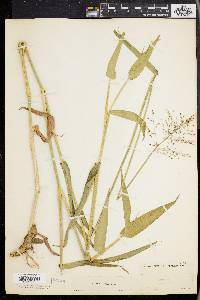 Panicum clandestinum image