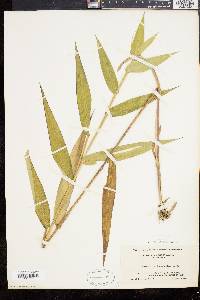 Panicum clandestinum image