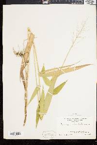 Panicum clandestinum image