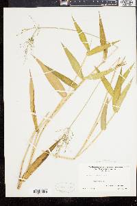 Panicum clandestinum image