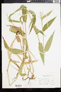 Panicum clandestinum image