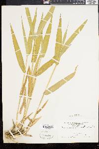 Panicum clandestinum image