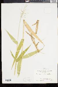 Panicum clandestinum image