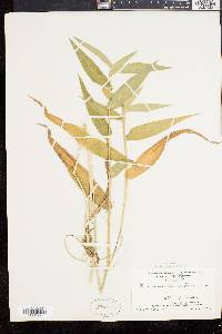 Panicum clandestinum image